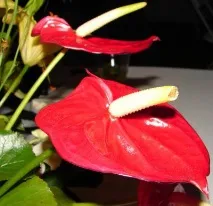flower flower