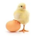 яйця