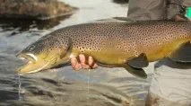 Два способи лову морської форелі форелі