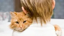 котки котки