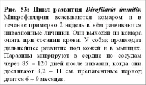 Дирофіляріоз -ЧИТАЛЬНИЙ ЗАЛ Dirofilaria