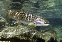Два способи лову морської форелі форелі