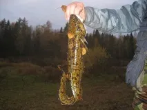 ребра няколко часа
