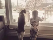 котки котки