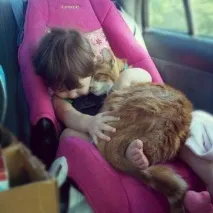 котки приятелство