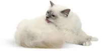 котката домашния любимец