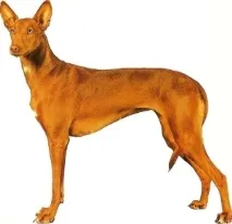 собака