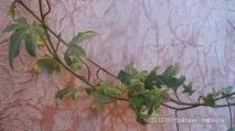 іграшок