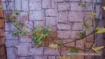 ляльок