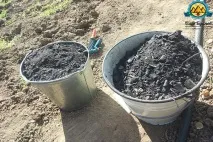 фітофтора
