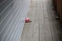 бяха газджия погледне