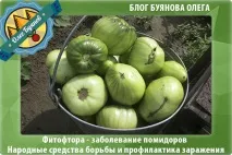 помідорах-як