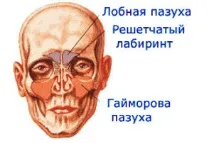максиларния синус за-еволюция