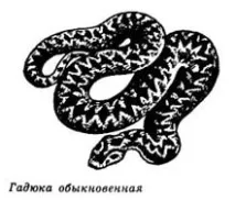 Гадюкові, гадюки (Viperidae), гадюка звичайна, степова гадюка, чисельність, отруйна змія, гадюки