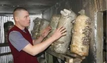 гъби двора