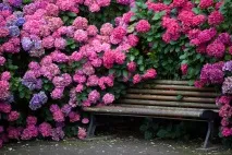 хортензия пейзаж