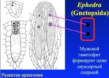 черупкови черупкови