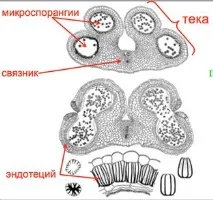 група