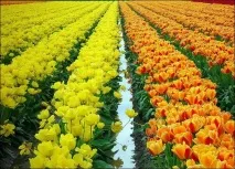 Різнокольорові поля - ОКО ПЛАНЕТИ інформаційно-аналітичний портал інформаційно-аналітичний