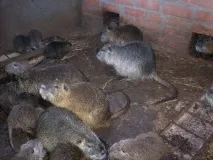 развъждане нутрия