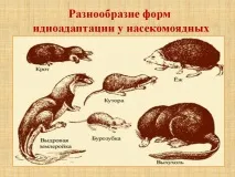 разнообразие насекомоядни