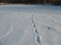Річкова видра дуже