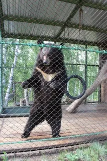 туимски