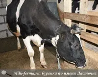 максим максим