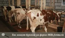 максим максим