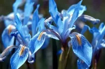 Ірис посадка, пересадка та вирощування садових ірисів, LS пересадка