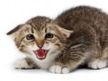 котешки изследователите