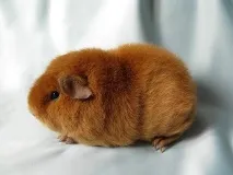 любимец