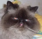 котки израелски
