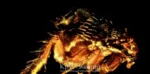 Як позбутися бліх у кішок, собак, людини, будинку та квартири - Коло знань позбутися