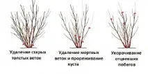 Як і коли проводити обрізання куща бузку восени обрізання