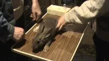 Як робити вакцинацію та щеплення кроликам у домашніх умовах у якому віці і чи можна вагітним кроликам