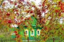 близо засадени