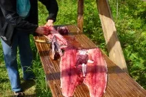 подготвя норвежката