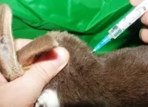 Як робити вакцинацію та щеплення кроликам у домашніх умовах у якому віці і чи можна вагітним вакцинацію