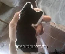 електрошокера