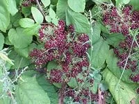 Який буває кашель буває