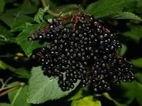 Який буває кашель який