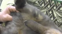 пола заек пола