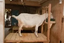 ръце помощни