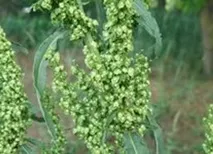 Який буває кашель кашель