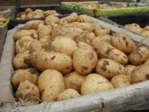 картофи картофи