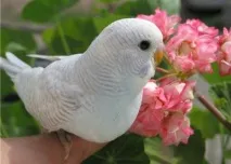 ръчно домашен любимец