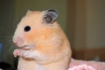 златните грижим