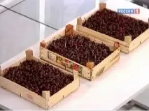 какви какви