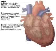 Як тіло реагує на фізичне навантаження, Meddoc фізичне